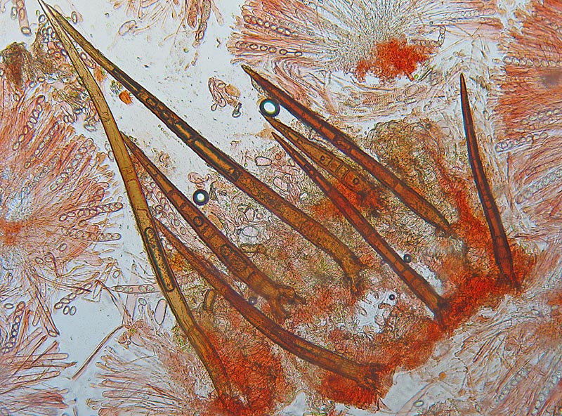 Mixomiceti con Scutellinia